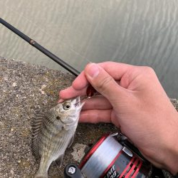 ライトゲーム&ショアジギ！1投目で来た！