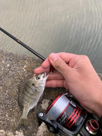 ライトゲーム&ショアジギ！1投目で来た！