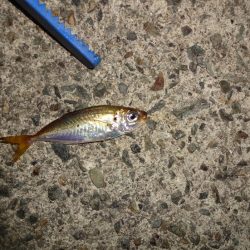 ATCで太刀魚狙いましたが不発に終わりました。