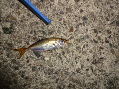 ATCで太刀魚狙いましたが不発に終わりました。