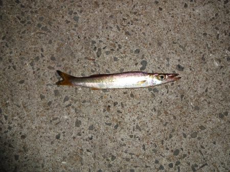 ハイシーズンなのに太刀魚は何処へ～！