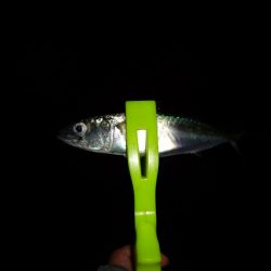 南港の太刀魚は何処へ～？