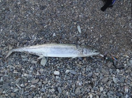 午前から夕方までまったく何の反応も無かった…