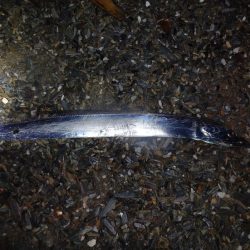 徳島連続遠征ですがそんなに甘くは無かったのです。