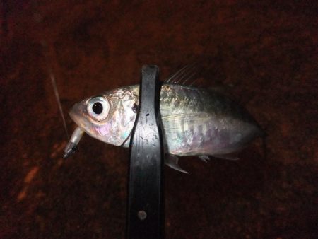 久々のアジング