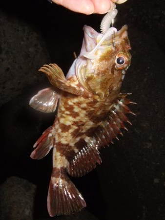 狙ってない時に限って