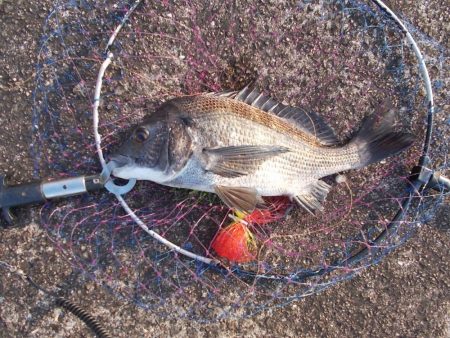 紀ノ川　落とし込みで真チヌ３８ｃｍ…
