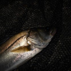 またチビばかり…。