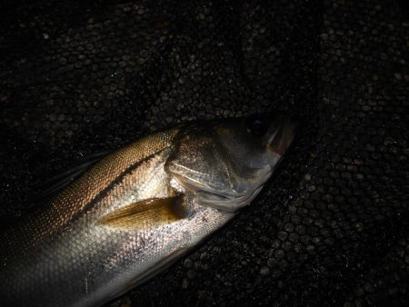 またチビばかり…。