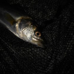 ちょこっとシーバス。