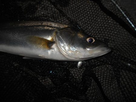 取りこぼしばっかり…。