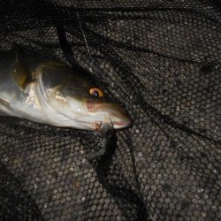 ちょこっとシーバス。