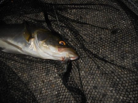 ちょこっとシーバス。