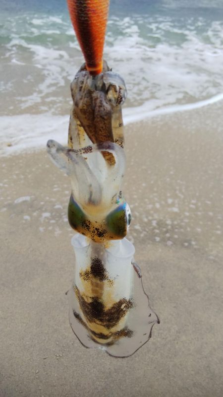 朝のエギング釣行