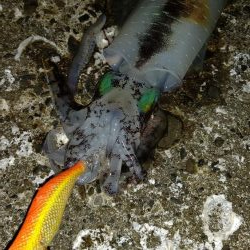 TEAMゲッソー調査隊