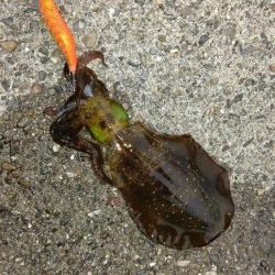 TEAMゲッソー調査隊