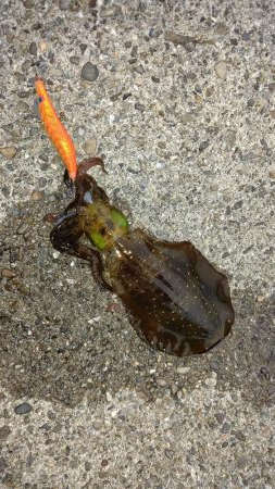 TEAMゲッソー調査隊