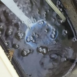 エビ撒き釣りで六目達成♪