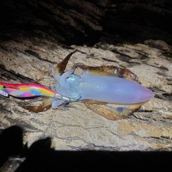 ヒラマサ狙いが。。