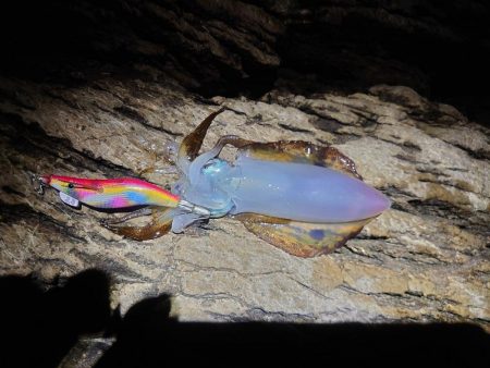 ヒラマサ狙いが。。