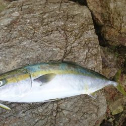 今ｼｰｽﾞﾝ初青物