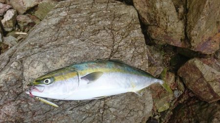 今ｼｰｽﾞﾝ初青物