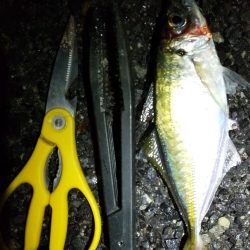 岬町内を徘徊してアジGET