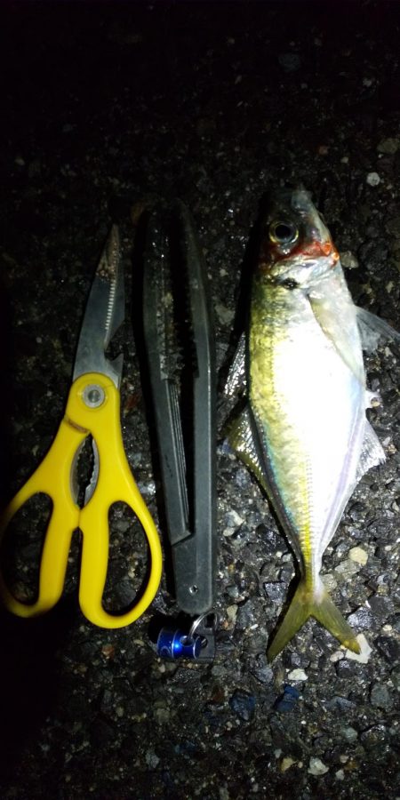 岬町内を徘徊してアジGET