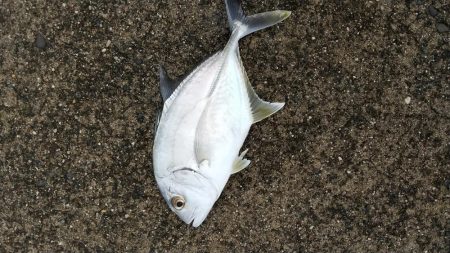 ワカシとメッキが釣れました。