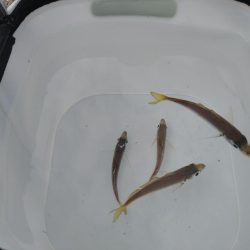 豆アジは釣れるけど