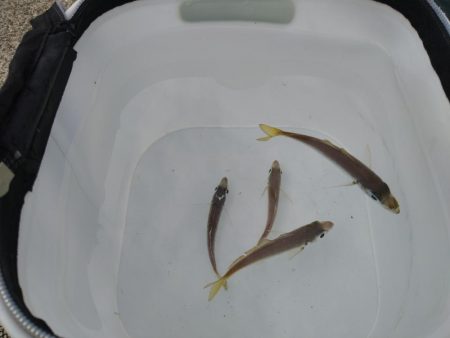 豆アジは釣れるけど