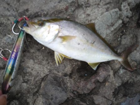 カンパチの子供とイカの子供