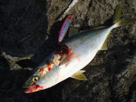 越前地磯でスレ