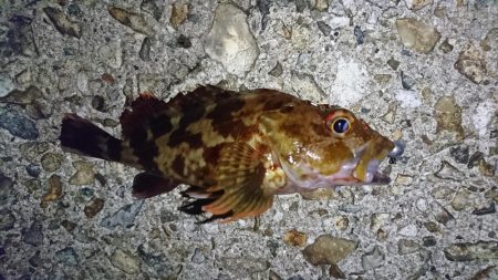 久しぶりに根魚を！