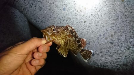 ガッシーとお戯れ