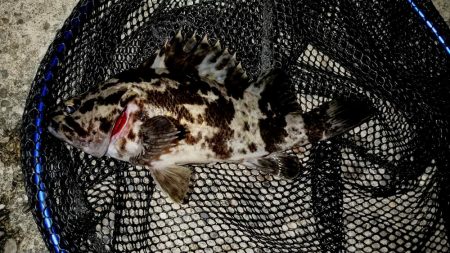 河口のライトゲーム