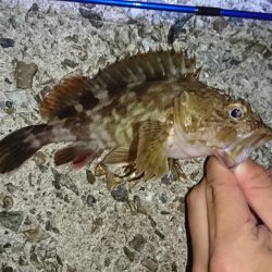 メバルにはまだ早いかな