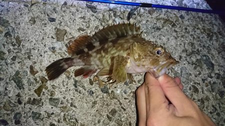 メバルにはまだ早いかな