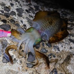 数は釣れたけど…