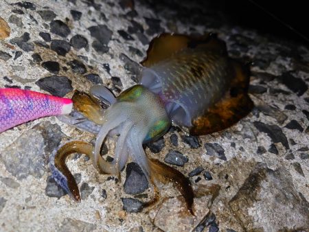 数は釣れたけど…