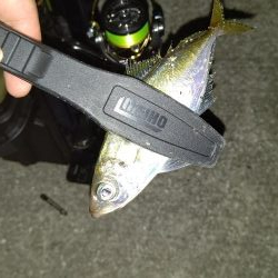 アジング、ショアジギング調査