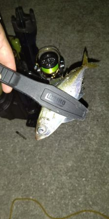 アジング、ショアジギング調査