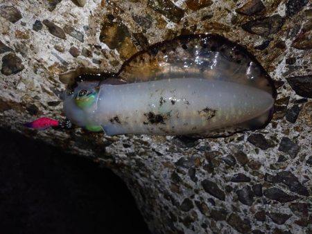 そろそろ終盤戦か