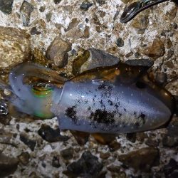 まだまだいけるか