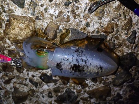 まだまだいけるか