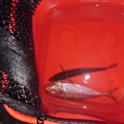 アジングアシストフック最強