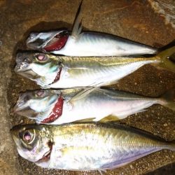 今日もダメだ、シーバスはどこ？