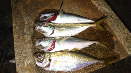 今日もダメだ、シーバスはどこ？