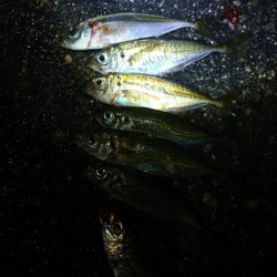 アジング30匹ゲット