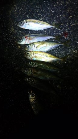 アジング30匹ゲット